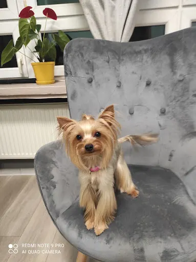 Grooming Lara strzyżenie i pielęgnacja psów